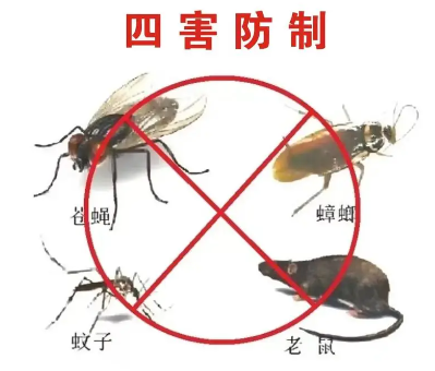 “四害”危害不可輕視！快來學習消滅“四害”
